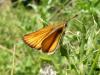 Thymelicus sp.